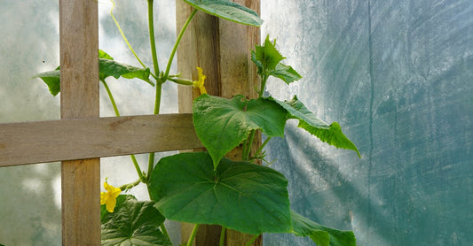Cucumber vine climbing a wooden trellis inside a greenhouse, with sunlight filtering through.
