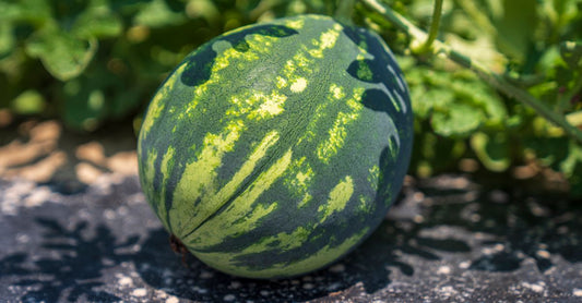 Fresh ripe watermelon in a garden setting, showcasing natural patterns.