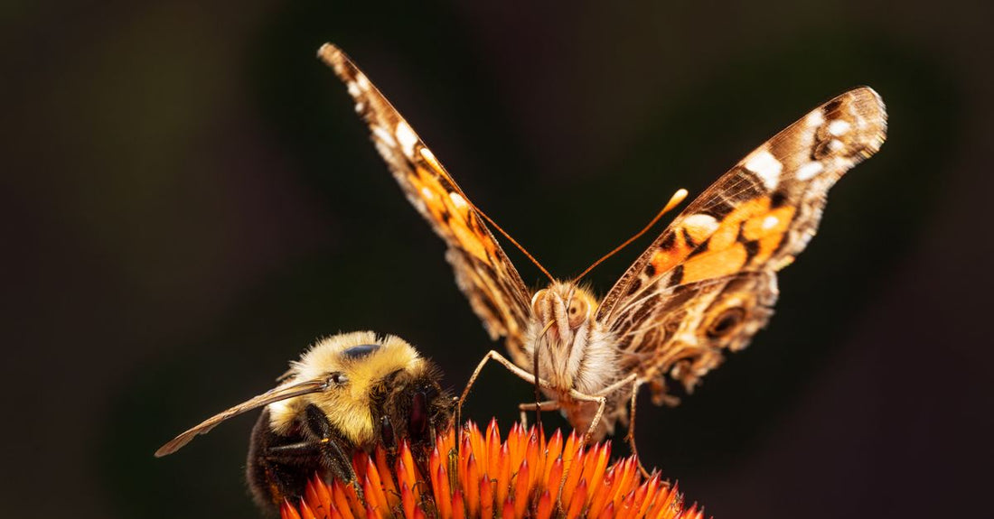 Close-up of a bee and butterfly pollinating a vibrant orange flower in nature.