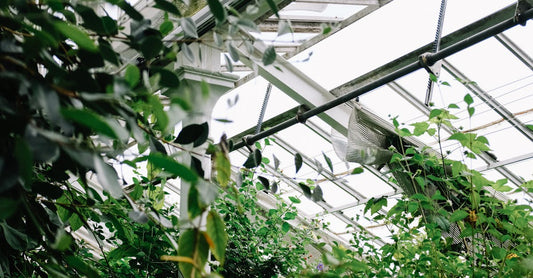 Vibrant green leaves flourishing inside a sunlit greenhouse, showcasing natural beauty.