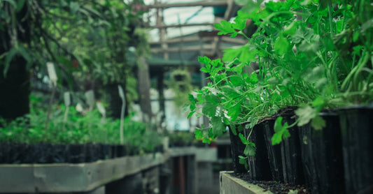Fresh parsley plants growing organically in greenhouse pots, highlighting natural horticulture.