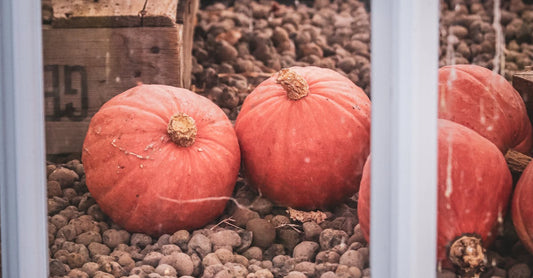 Cozy autumn scene of pumpkins inside a rustic greenhouse with earthy tones.