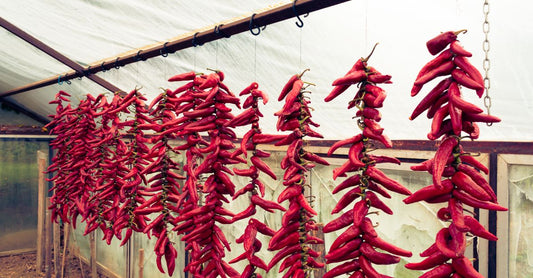 Vibrant red chili peppers hanging to dry in a greenhouse setting.