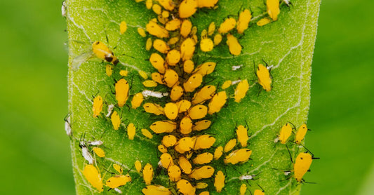 Macro photo capturing a dense colony of yellow aphids feeding on a green leaf in summer, showcasing plant pest behavior.