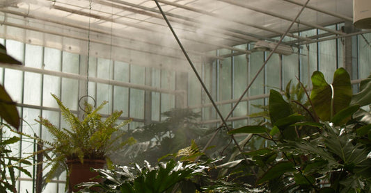 A mist-filled greenhouse showcasing vibrant tropical foliage under natural light.