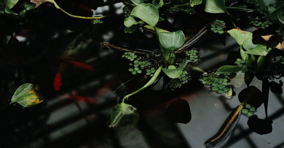 Green aquatic plants floating in an indoor water pond with reflections and koi fish.