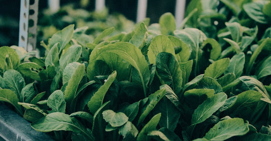 Fresh green leafy vegetables thriving in an indoor greenhouse setting, showcasing vibrant growth.