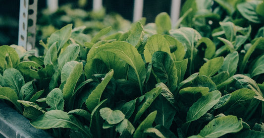 Fresh green leafy vegetables thriving in an indoor greenhouse setting, showcasing vibrant growth.