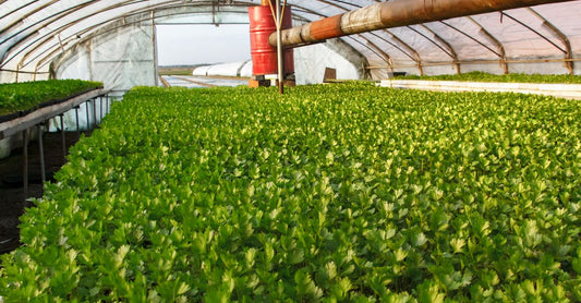 Vibrant green celery growing in a greenhouse during summer. An example of modern farming techniques.