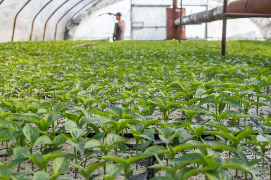 Thriving seedlings in a greenhouse being tended by a farmer.