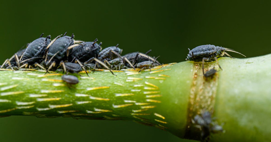 Macro shot of a group of aphids on a plant stem, showing detailed texture and natural setting.