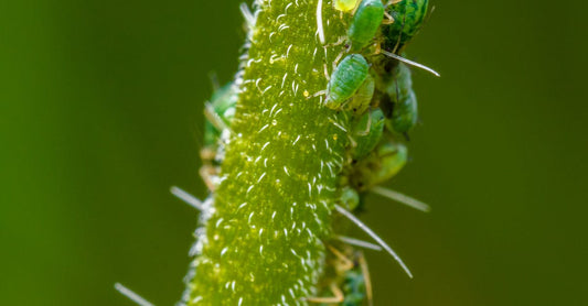 Detailed macro shot of green aphids clustered on a textured plant stem.