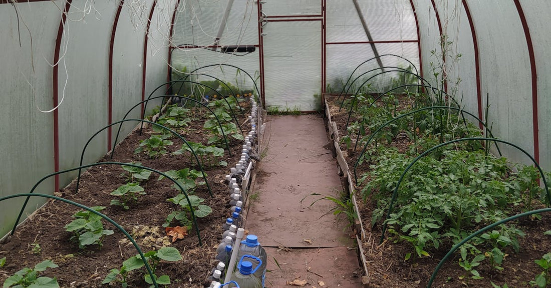 An indoor greenhouse showcasing a vibrant array of growing vegetables and greenery. Ideal for cultivation and horticulture enthusiasts.