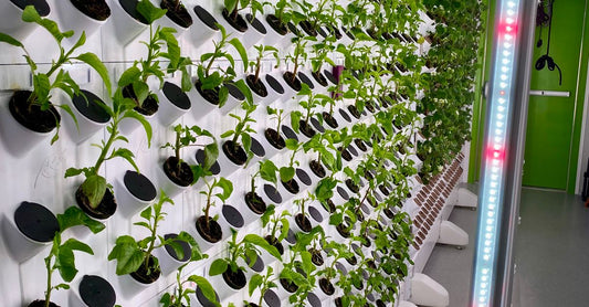 A modern vertical hydroponic system growing plants inside an urban facility with LED lighting.