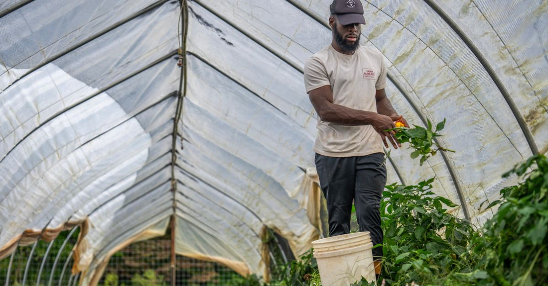 A farmer harvesting vegetables from plants inside a greenhouse, showcasing farming techniques.