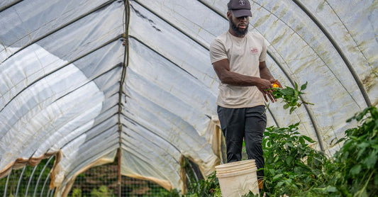 A farmer harvesting vegetables from plants inside a greenhouse, showcasing farming techniques.