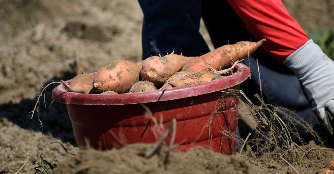 Freshly harvested sweet potatoes in a red bucket during a sunny field harvest.