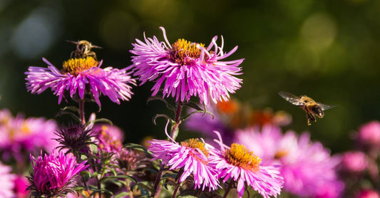 Bright pink aster flowers in bloom with bees hovering around them, showcasing nature's beauty.