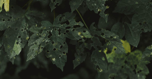 From above green leaves covered with holes from pests on summer day in garden