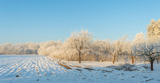 Peaceful winter landscape of a frosty orchard in Poland under a clear blue sky.