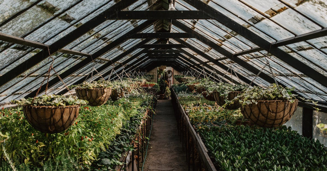 Explore a lush greenhouse filled with diverse plants and hanging baskets, creating a thriving indoor garden.