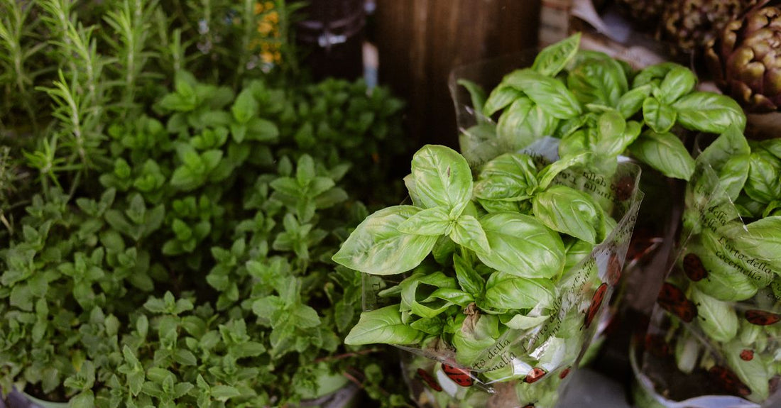 A vibrant display of fresh basil, rosemary, and mint plants at a local market, perfect for culinary use.