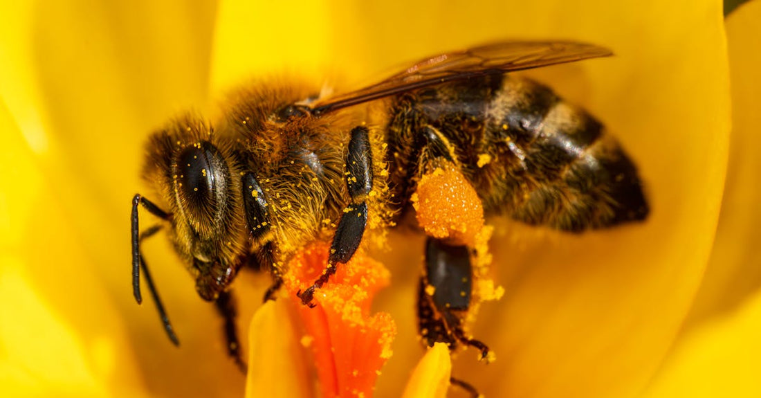Detailed macro shot of a honey bee collecting pollen from a bright yellow crocus flower.