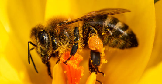 Detailed macro shot of a honey bee collecting pollen from a bright yellow crocus flower.