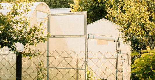 Lush backyard garden with greenhouses under the warm sunlight, featuring vibrant flowers and greenery.
