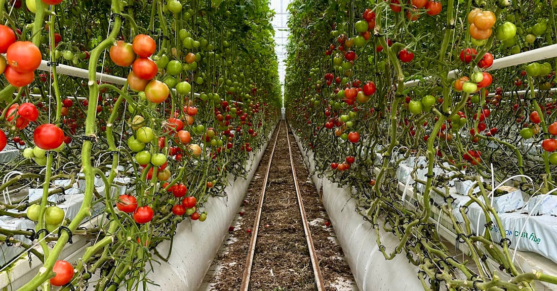 Lush tomato vines with ripe and unripe fruit in a vibrant greenhouse environment.
