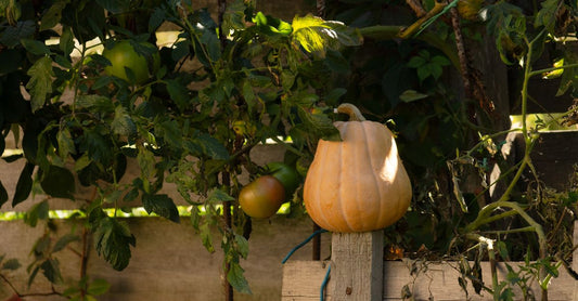 Pumpkin and tomatoes growing in a rustic garden setting, evoking a warm autumn feel.