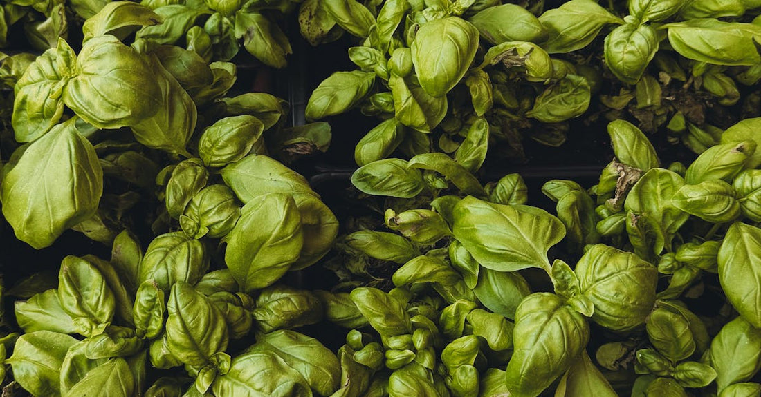 Close-up of vibrant basil plants in a greenhouse, showcasing lush green foliage.