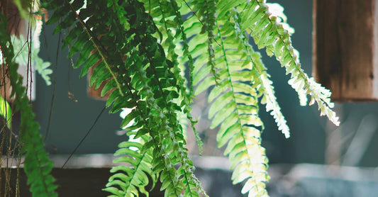 Bright green fern leaves in sunlight, creating a serene indoor atmosphere.