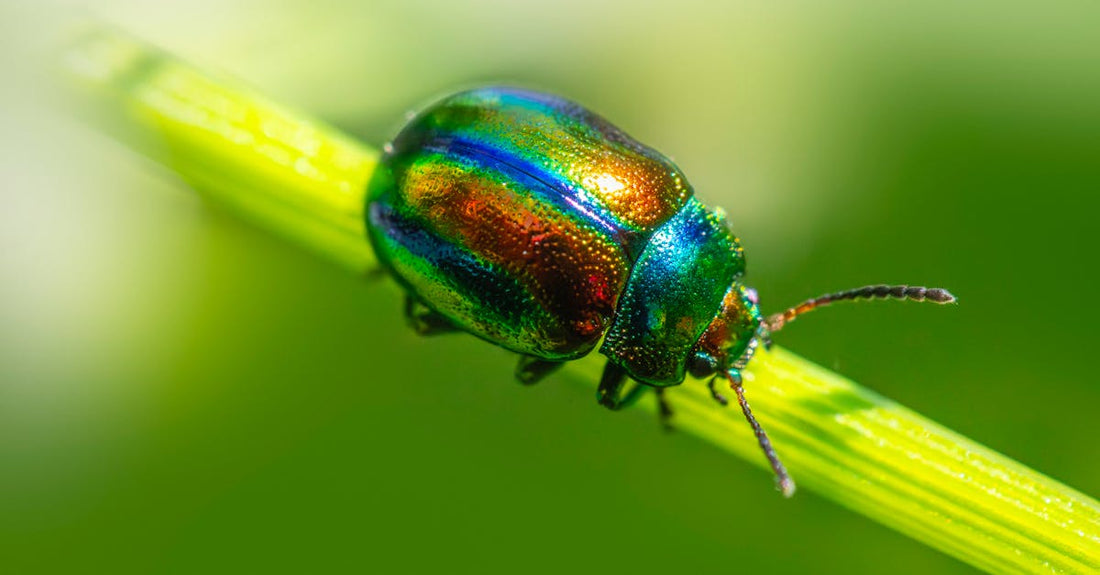 Free stock photo of beetle species, beetles, biological control