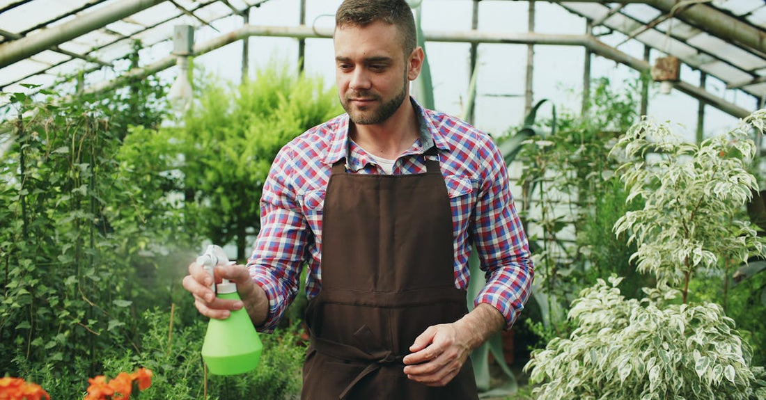Male gardener in apron using a spray bottle while tending to plants in a greenhouse.