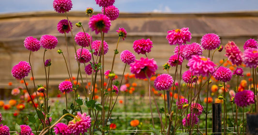 A lively field of pink dahlias in full bloom under a clear blue sky.