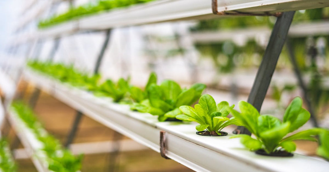 Close-up of hydroponic lettuce plants growing in a greenhouse setting in India.