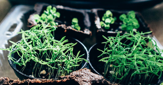 Green fragile seedlings growing in temporary paper pots and placed in sunny hothouse