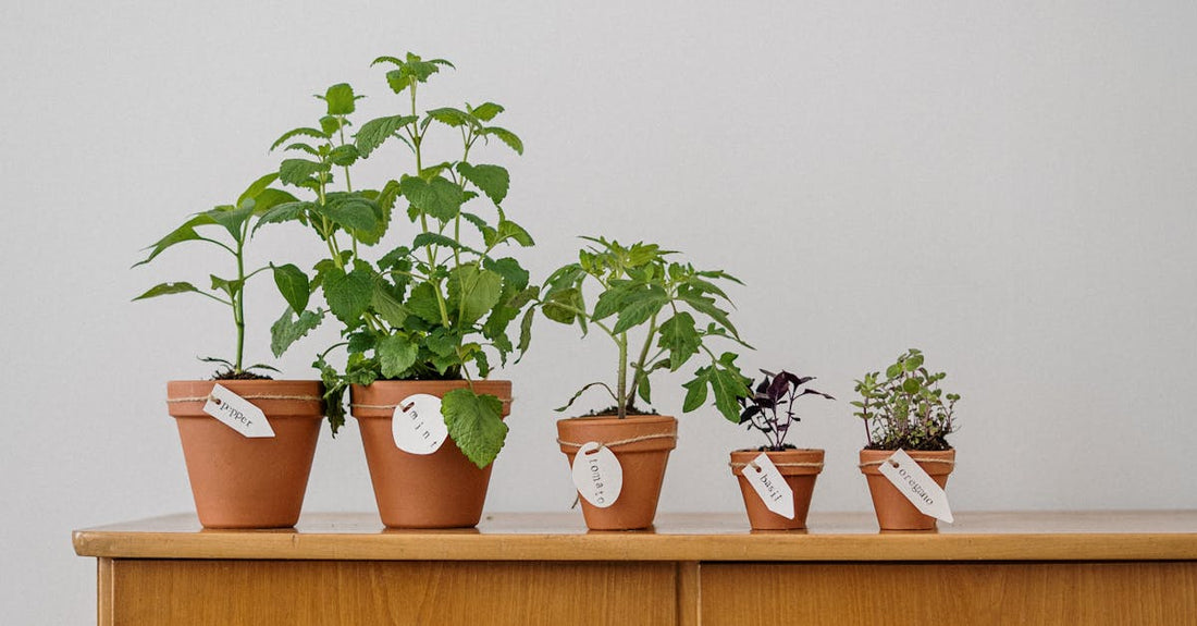 A lineup of potted herbs on a wooden cabinet for home gardening inspiration.