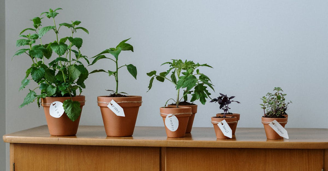 A variety of potted herbs labeled and arranged on a wooden cabinet indoors.