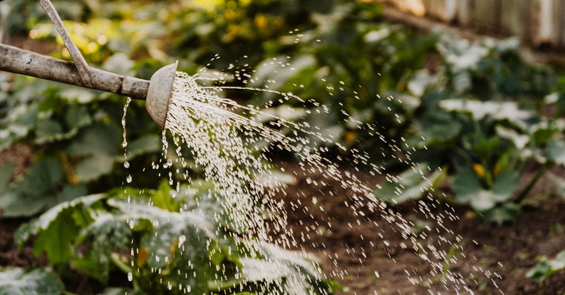 A watering can sprays water over lush green plants in a sunlit greenhouse setting.