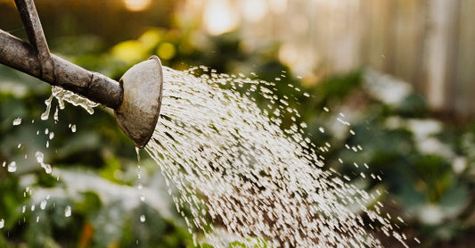 Watering plants in a greenhouse with a traditional metal watering can. Vibrant green leaves bathed in sunlight.