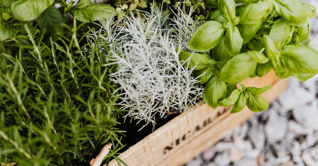A vibrant collection of herbs in a wooden crate, perfect for cooking and gardening enthusiasts.