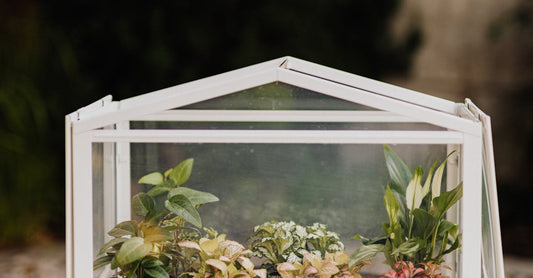 Mini greenhouse with vibrant potted plants on a glass table, perfect for indoor gardening inspiration.