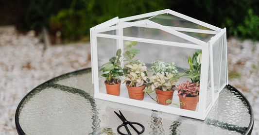 A mini greenhouse on a glass table with fittonia in clay pots and nearby scissors.