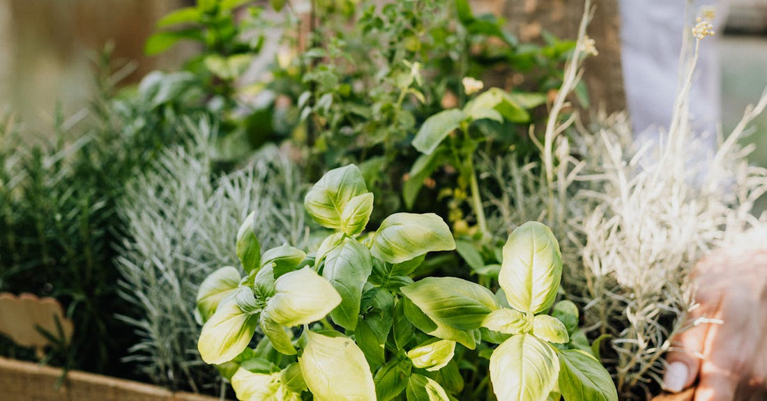 A woman holds a wooden crate filled with fresh herbs like basil and rosemary in a greenhouse setting.