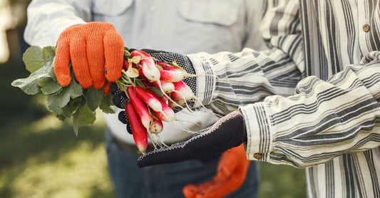 Two farmers harvesting fresh radishes, showcasing teamwork and organic farming outdoors.
