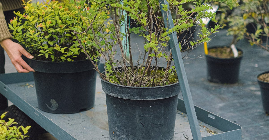 Smiling woman tends to potted plants on a cart in a greenhouse setting, enjoying gardening.
