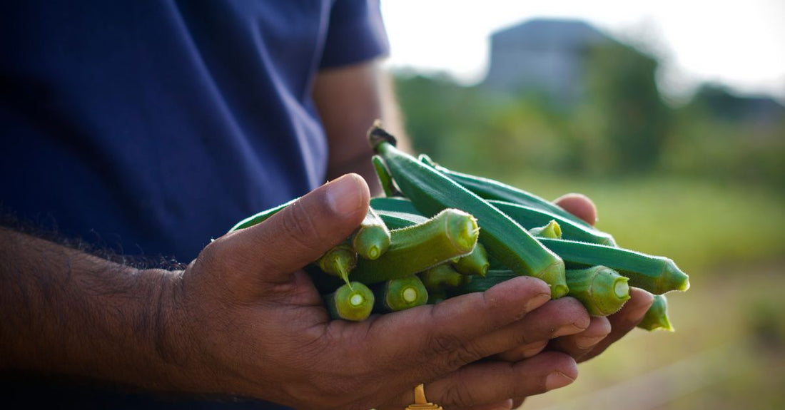 Hands holding freshly harvested organic okra, showcasing healthy vegetables.