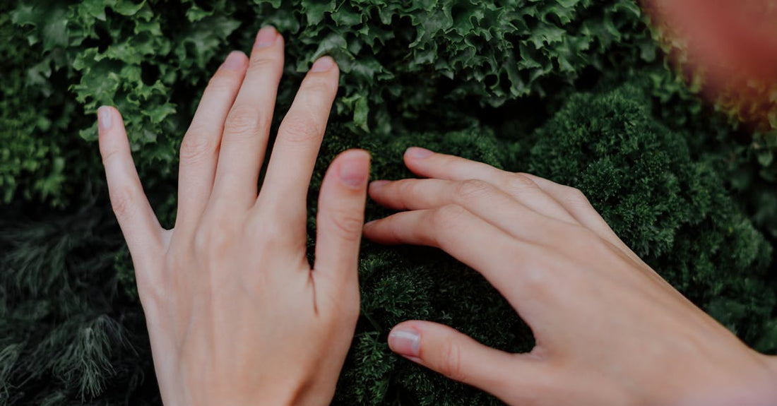 Close-up of hands gently touching vibrant green leafy vegetables. Perfect for organic farming themes.